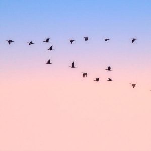 PP-cabo-penyas_des_33